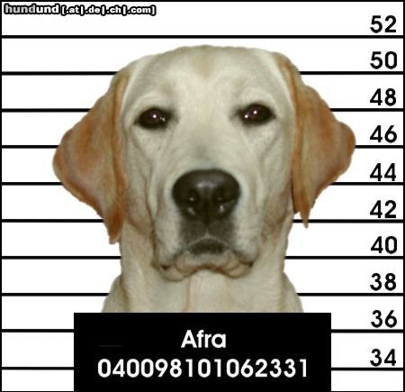 Labrador Retriever Hunde Foto 4890 Labrador Retriever Erwischt !!!
