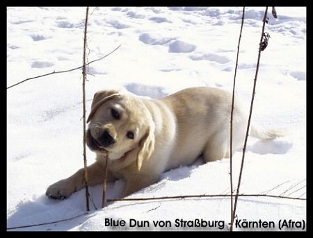 Labrador Retriever Blue Dun von Straßburg-Kärnten (Afra) (Inishfree Classic Touch of Ashford Castle x Carpenny What s What)