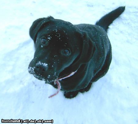 Labrador Retriever