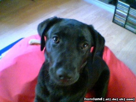 Labrador Retriever Hunde Foto 12606 Labrador Retriever cindy 5monate