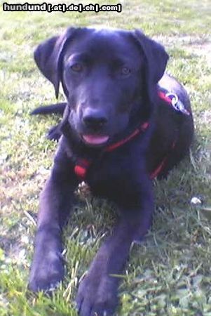 Labrador Retriever Hunde Foto 12222 Labrador Retriever 5monate