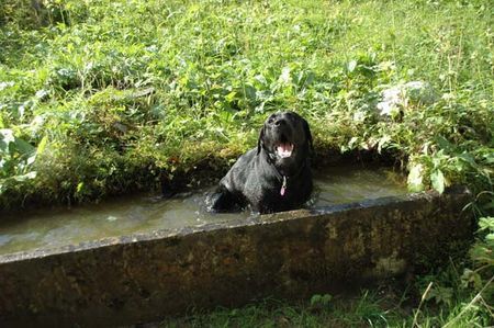 Labrador Retriever Hunde Foto 34105 Labrador Retriever Link von der Matrix