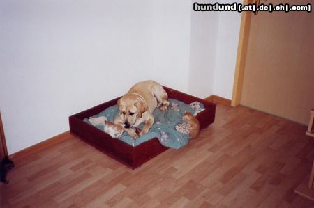 Labrador Retriever Hunde Foto 6737 Labrador Retriever Amon teilt gerne