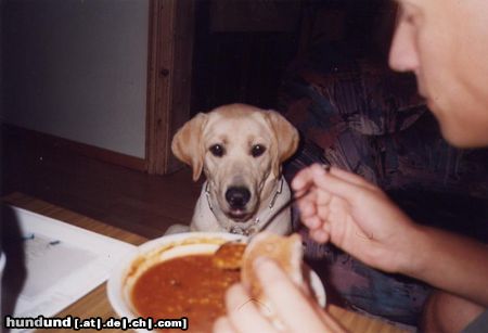 Labrador Retriever Hunde Foto 6735 Labrador Retriever Amon und die Bohnensuppe
