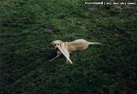 Labrador Retriever Hunde Foto 6732 Labrador Retriever Amon und sein Steckerl