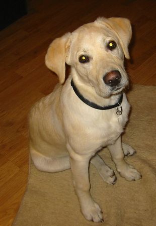 Labrador Retriever Hunde Foto 27120 in höherer Auflösung ansehen Labrador Retriever Amos mit ca. 6 Monaten...