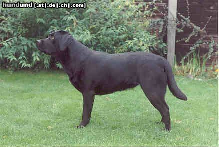 Labrador Retriever Sungay\'s Charming Ann 2,5 Jahre Alt