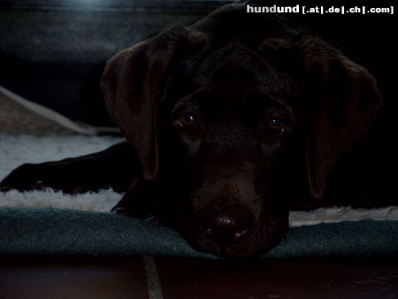 Labrador Retriever Hunde Foto 26646 Labrador Retriever Bin ich nicht süüß??!!