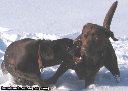 Labrador Retriever Hunde Foto 18872 in höherer Auflösung ansehen Labrador Retriever Ja, ja die Rüden...