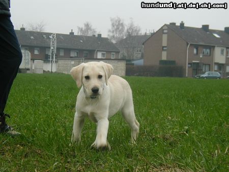 Labrador Retriever Hunde Foto 9541 Labrador Retriever Das ist Angus (benannt nach Angus Young von AC/DC)... 15 Wochen alt