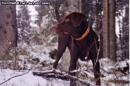 Labrador Retriever Aron im Schnee