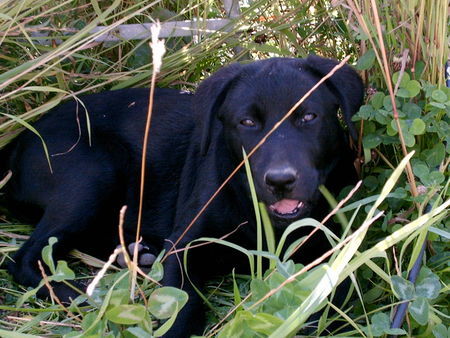 Labrador Retriever Hunde Foto 33063 Labrador Retriever Babe im Dschungel
