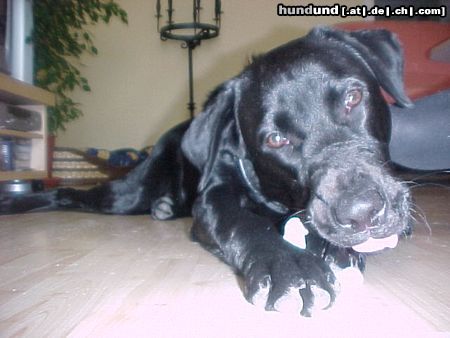 Labrador Retriever Osiris