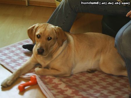 Labrador Retriever Hunde Foto 17360 in höherer Auflösung ansehen Labrador Retriever Missy 9 Monate