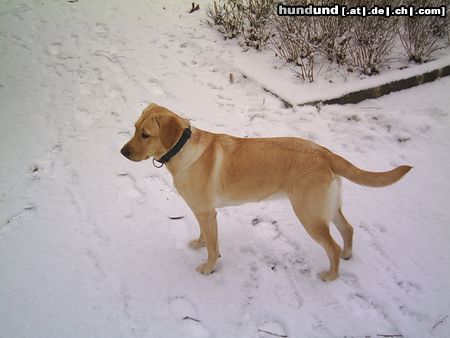 Labrador Retriever Hunde Foto 17361 in höherer Auflösung ansehen Labrador Retriever Missy 9 Monate/Schnee