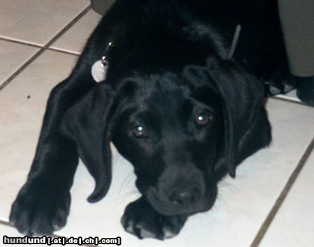 Labrador Retriever Hunde Foto 20960 in höherer Auflösung ansehen Labrador Retriever