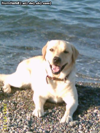 Labrador Retriever Hunde Foto 7864 Labrador Retriever BUDDY möcht gerne Papa werden!!