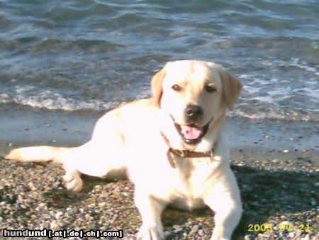 Labrador Retriever Hunde Foto 7863 Labrador Retriever das ist unser Hund Buddy! er möchte gerne mal Papa werde!