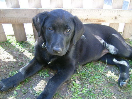 Labrador Retriever Hunde Foto 38524 Labrador Retriever Emma