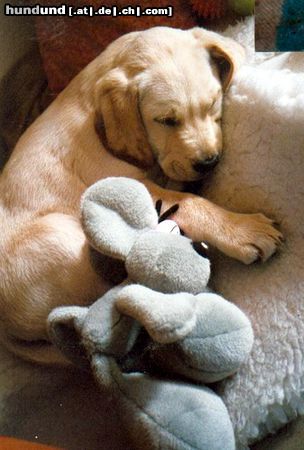 Labrador Retriever Hunde Foto 7906 Labrador Retriever baby jason