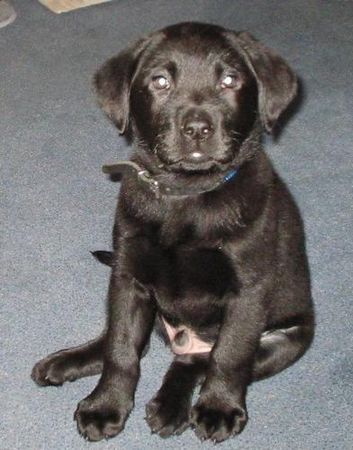 Labrador Retriever Hunde Foto 2073 Labrador Retriever Baghira (Nanu von Kringsstah)