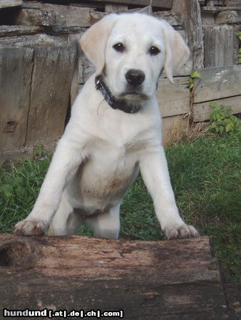 Labrador Retriever Hunde Foto 7078 Labrador Retriever Bagira 3 Monate