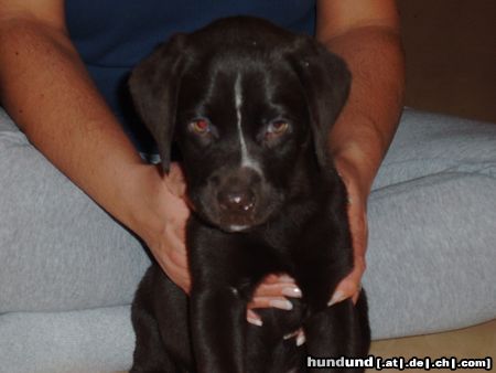 Labrador Retriever Hunde Foto 16545 Labrador Retriever Da ist er wieder unser Balou
