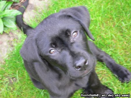 Labrador Retriever Hunde Foto 21090 Labrador Retriever Unser Balou