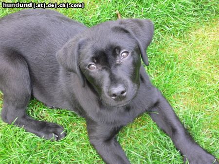 Labrador Retriever Hunde Foto 21089 Labrador Retriever Unser Balou