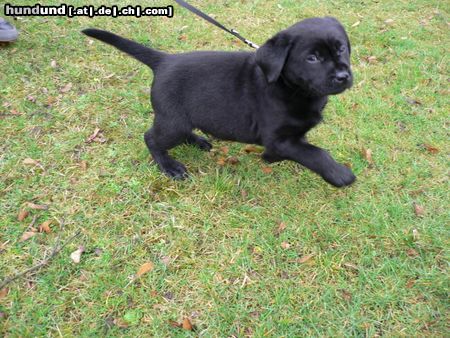Labrador Retriever Hunde Foto 20108 Labrador Retriever Mein Balou