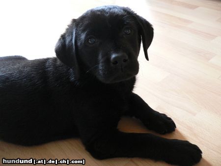 Labrador Retriever Hunde Foto 20086 Labrador Retriever Mein Balou
