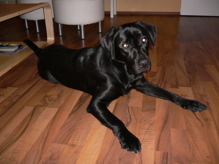 Labrador Retriever Hunde Foto 32533 Labrador Retriever Unser Balou