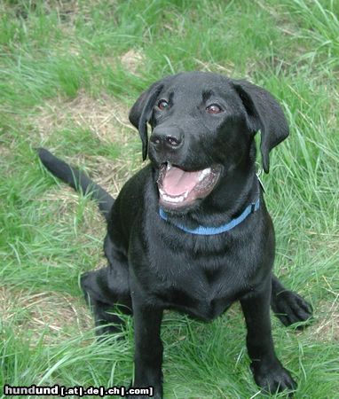 Labrador Retriever Mein Liebling BALU