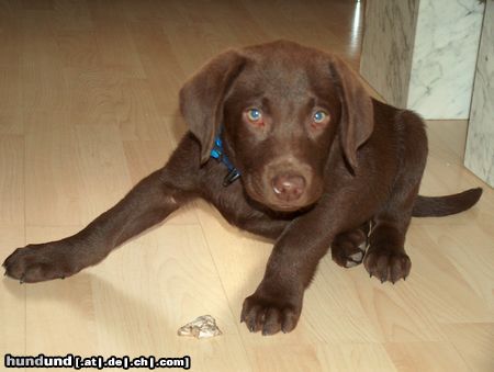 Labrador Retriever Hunde Foto 6249 Labrador Retriever Balu mit 11 Wochen