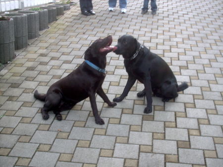 Labrador Retriever Hunde Foto 38125 Labrador Retriever wenn die Mami mit dem Sohne...