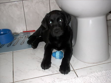 Labrador Retriever Hunde Foto 29817 Labrador Retriever