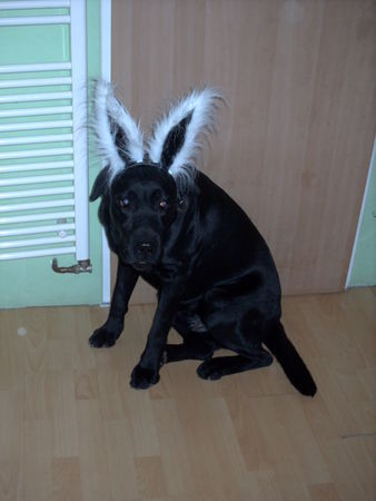 Labrador Retriever Hunde Foto 38124 Labrador Retriever Bendit an Fasching 2007 verkleidet als Häschen :O)