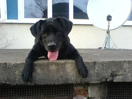 Labrador Retriever Hunde Foto 40577 in höherer Auflösung ansehen Labrador Retriever Die Kleine Beni...5 Jahre, 55cm, noch 27,7 kg!!!