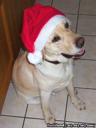Labrador Retriever Hunde Foto 16973 Labrador Retriever Benny Nikolaus