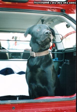 Labrador Retriever Tolle Aussicht hier oben (BERT)