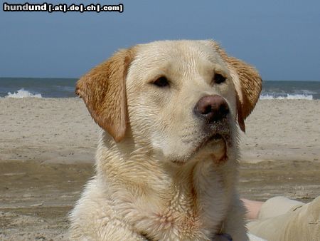 Labrador Retriever Paul  @ Danmark
