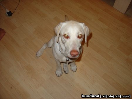 Labrador Retriever Alena