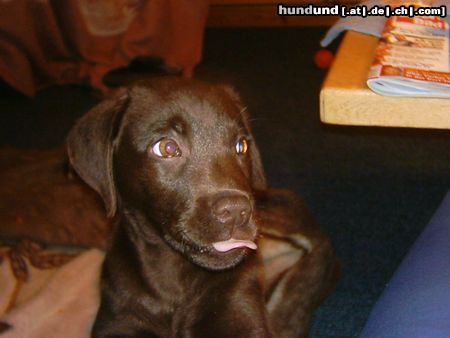 Labrador Retriever Hunde Foto 7175 Labrador Retriever Ätsch...