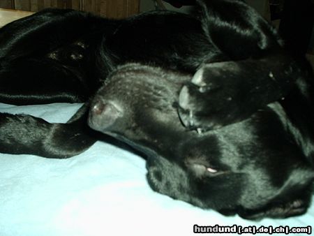 Labrador Retriever Pippo - schnarch