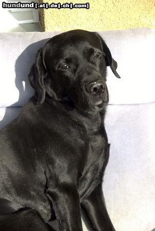 Labrador Retriever Hunde Foto 25527 Labrador Retriever CJ