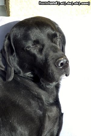 Labrador Retriever Hunde Foto 25528 Labrador Retriever CJ