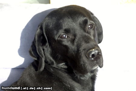 Labrador Retriever Hunde Foto 25529 Labrador Retriever CJ