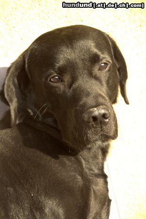 Labrador Retriever Hunde Foto 25526 Labrador Retriever CJ