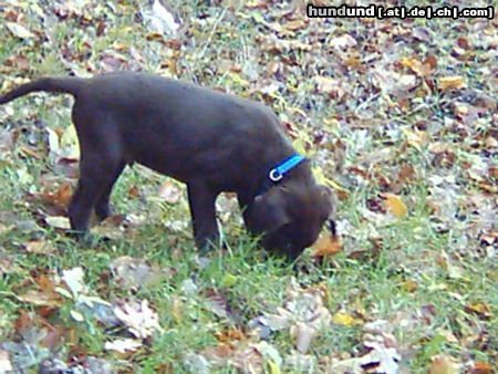 Labrador Retriever Hunde Foto 7166 Labrador Retriever Yoshi mit 3 Monaten