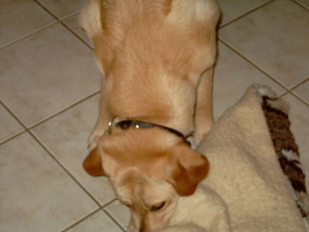 Labrador Retriever Hunde Foto 27729 Labrador Retriever Trouble mit 8 Monaten